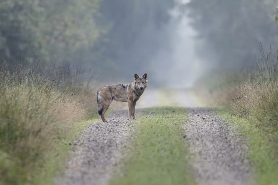 Danmark har biologisk set masser af plads til ulve. Faktisk kan her være dobbelt, eller måske endda tre eller fire gange så mange som i dag. Men kan vi mennesker holde til det?
