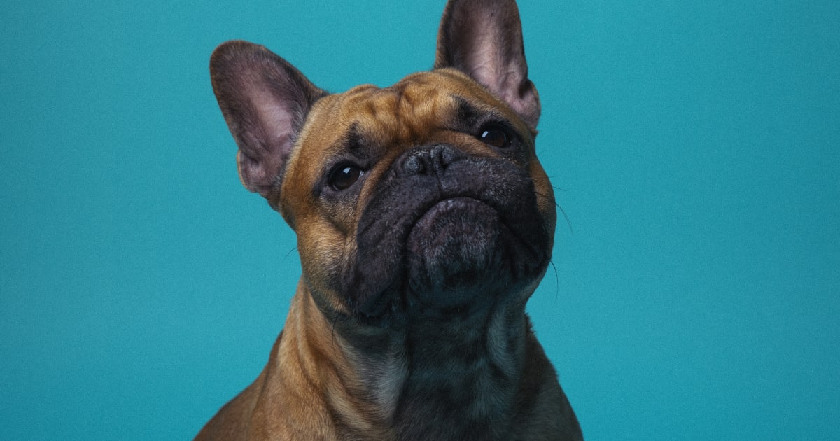 Vi er faktisk nogle, der ikke bryder os om hunde. Men hvor er vores safe spaces?