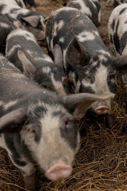 En konventionel svineproducent får for tiden 7,5 kroner for hvert kilo kød, han afleverer til slagteriet. Det er mindre, end det koster at producere grisen.