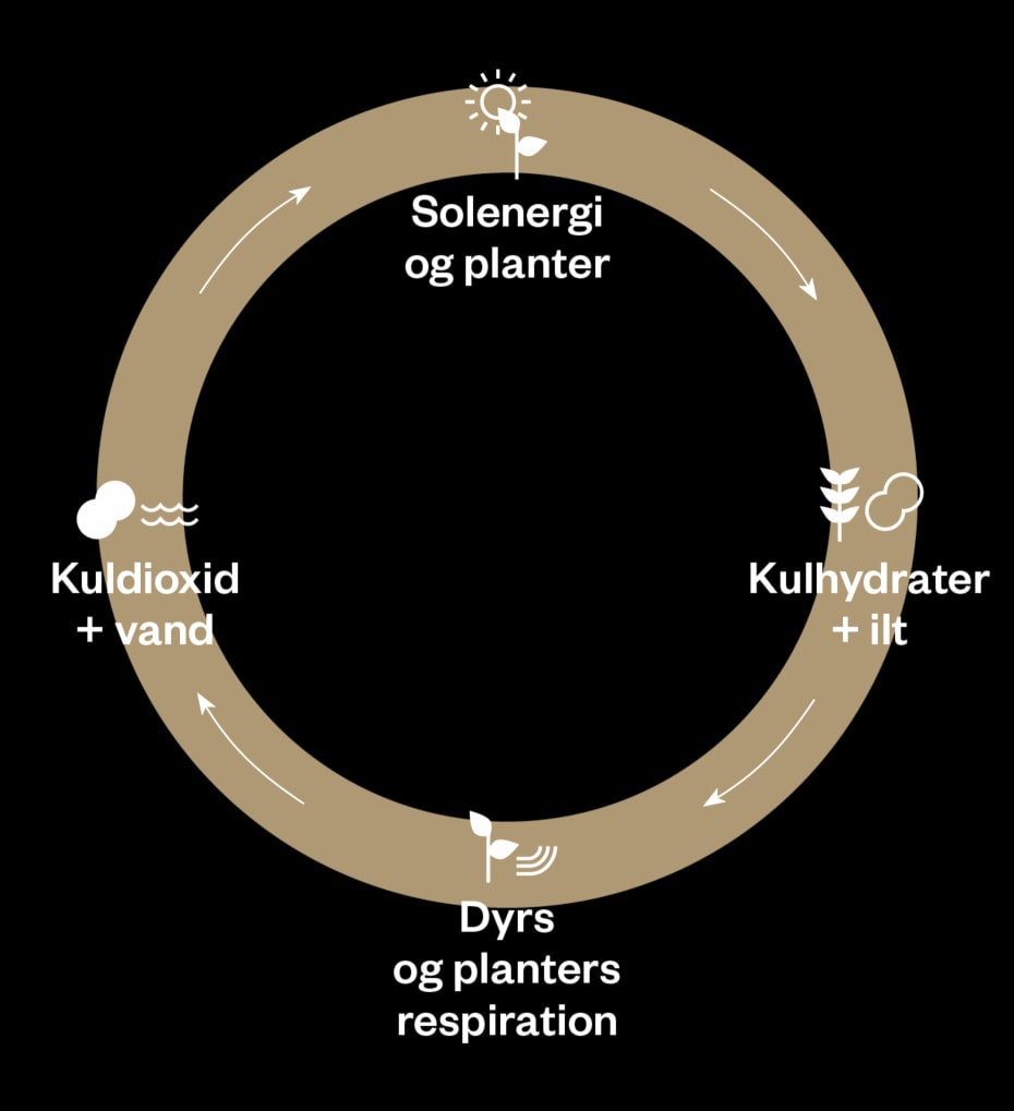 Fotosyntese driver den cirkulære proces, vi kalder kulstofkredsløbet ved at fjerne CO₂ fra atmosfæren og omdanne det til organisk materiale i planter, som derefter frigives til atmosfæren gennem dyrs og planters respiration.