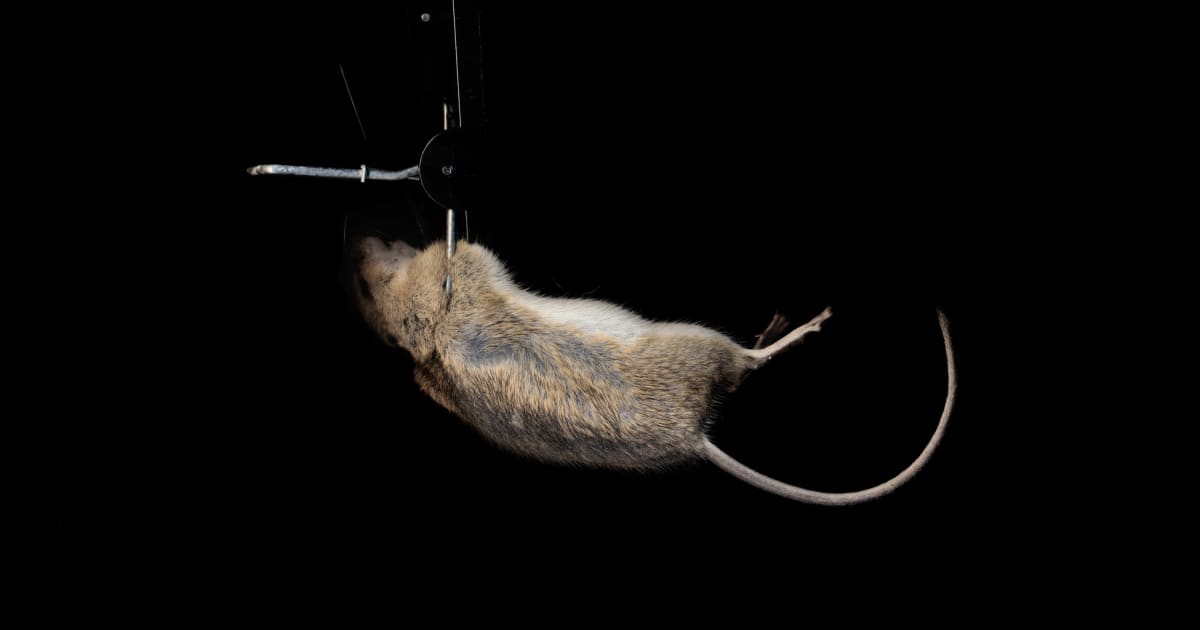 Klimakrisen og sundheden: Hvordan menneskets handlinger skaber nye sundhedsrisici