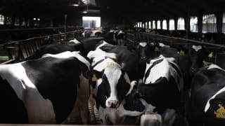 Halvdelen af adspurgte landmænd oplever mistrivsel med køer efter Bovaer