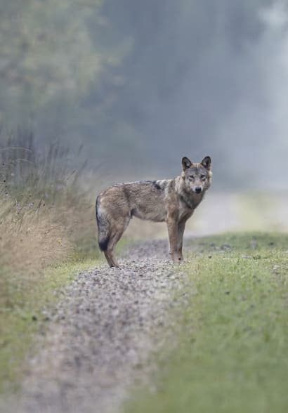 Danmark har biologisk set masser af plads til ulve. Faktisk kan her v&aelig;re dobbelt, eller m&aring;ske endda tre eller fire gange s&aring; mange som i dag. Men kan vi mennesker holde til det?