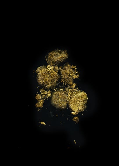 Hestepærer fra vildhest i Mols Bjerge på Djursland.